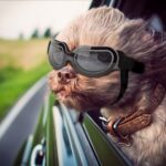 Read more about the article Top 5 Dog Goggles for Amazon